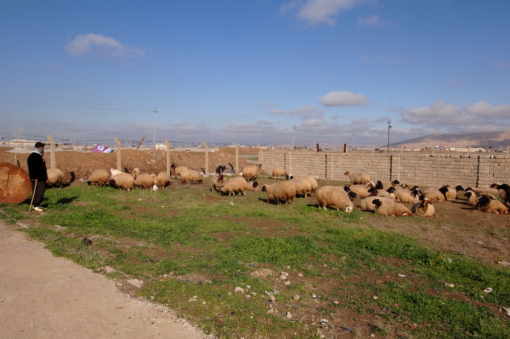 Sulphur Plant Assessment