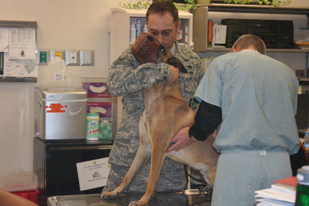Adoption Next Stop for MWDs Servicing Country