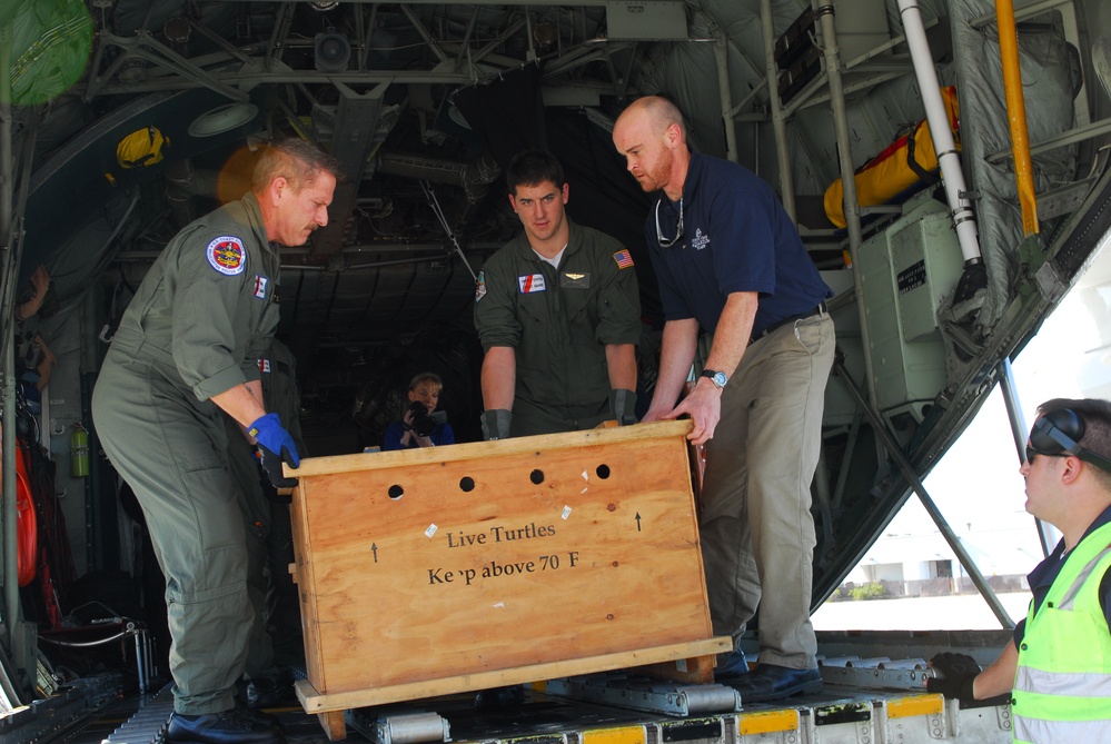 Taking care of sick turtles