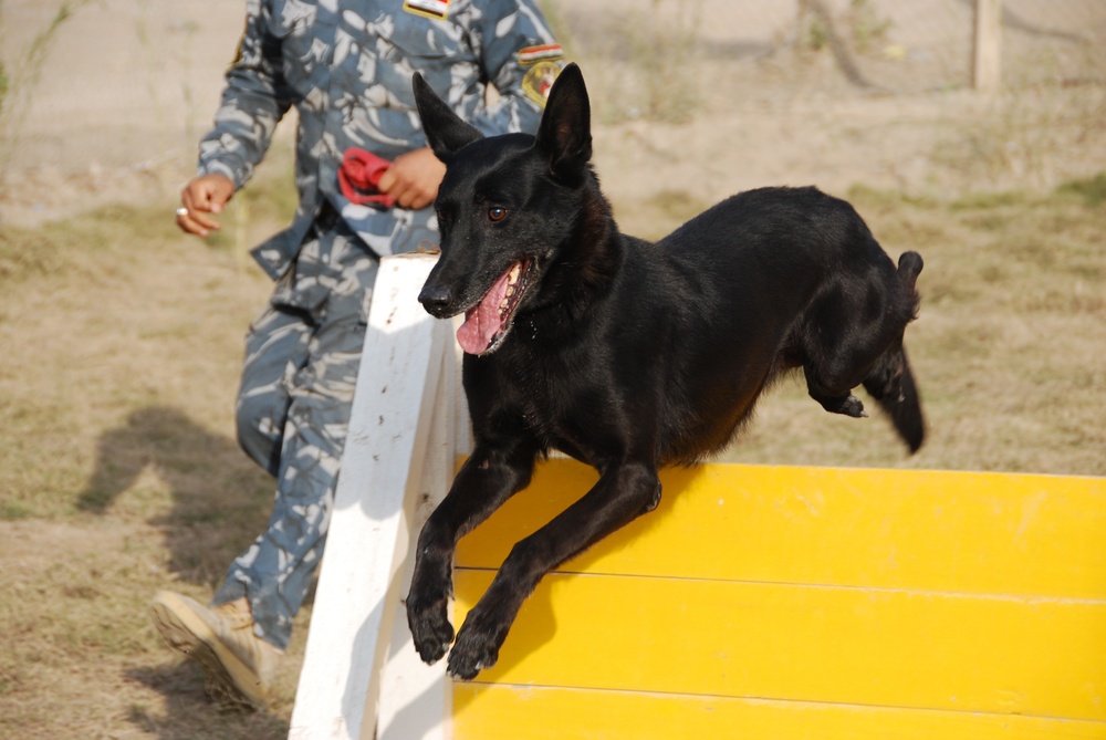 Iraq Requests More Bomb-Sniffing Dogs