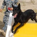 Iraq Requests More Bomb-Sniffing Dogs