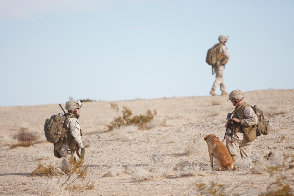 Boots and paws on the ground for Operation Enduring Freedom