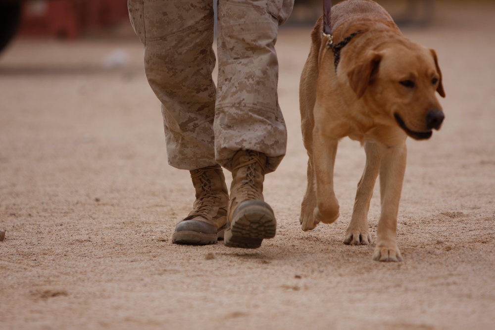 Boots and paws on the ground for Operation Enduring Freedom