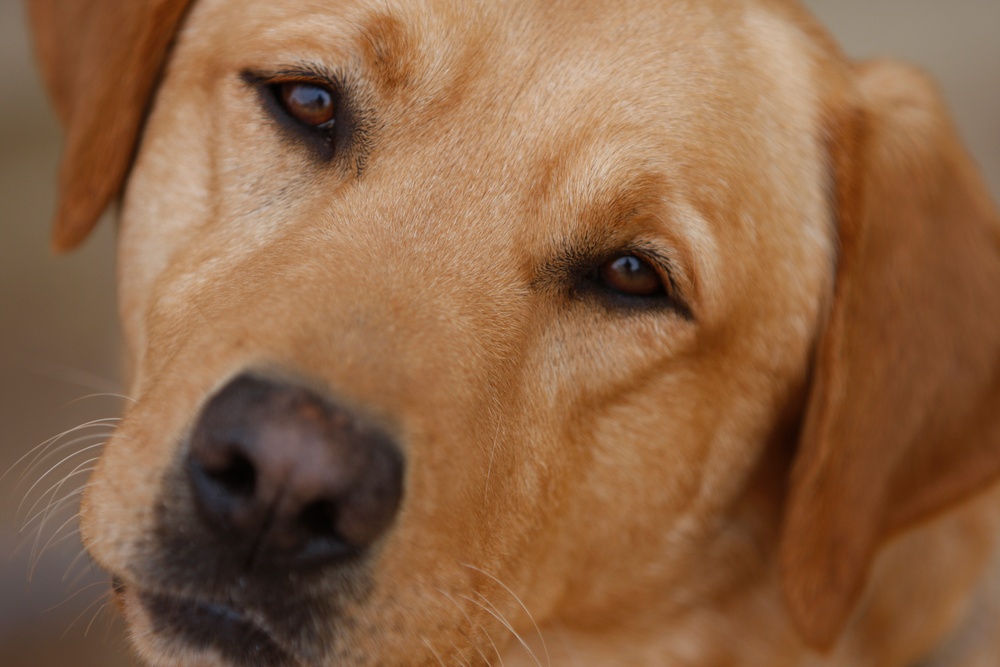 Boots and paws on the ground for Operation Enduring Freedom