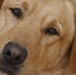 Boots and paws on the ground for Operation Enduring Freedom