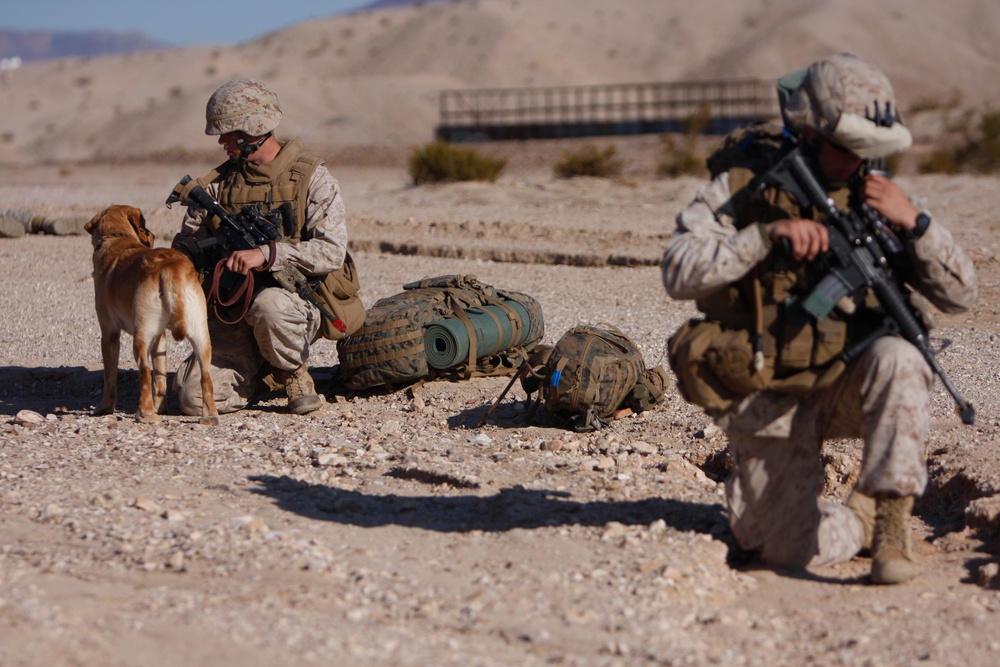 Boots and paws on the ground for Operation Enduring Freedom