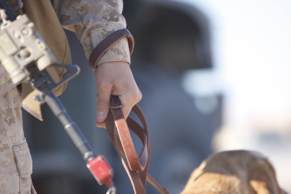 Boots and paws on the ground for Operation Enduring Freedom