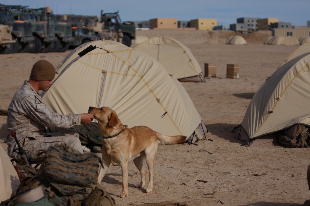 Boots and paws on the ground for Operation Enduring Freedom
