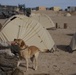Boots and paws on the ground for Operation Enduring Freedom
