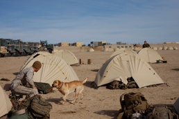 Boots and paws on the ground for Operation Enduring Freedom
