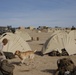 Boots and paws on the ground for Operation Enduring Freedom