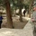 217th Military Police train Iraqi police at the Criminal Justice Center A U.S. Army Military Police (MP) soldier stands on a concrete path observing local security personnel conducting what appears to be a patrol or search operation in a treed outdoor area. The scene suggests a joint operation or training exercise between U.S. forces and local security forces. The environment appears arid, consistent with a Middle Eastern setting.