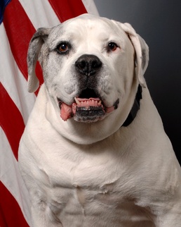 Spirit: 1st Brigade Mourns for Bastogne the Bulldog