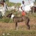 Joint Logistics Command Supports Day 19 of World Food Program Food Distribution in Haiti