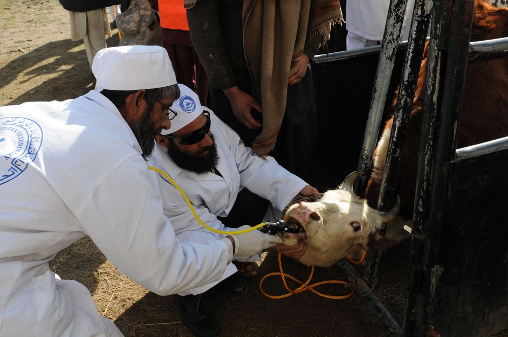 Veterinary Care a Priority for Afghan Families