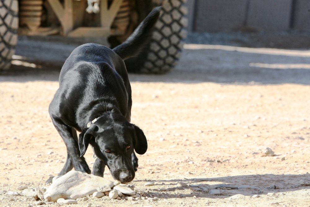 Improvised Explosive Device Detection Program for the Dogs