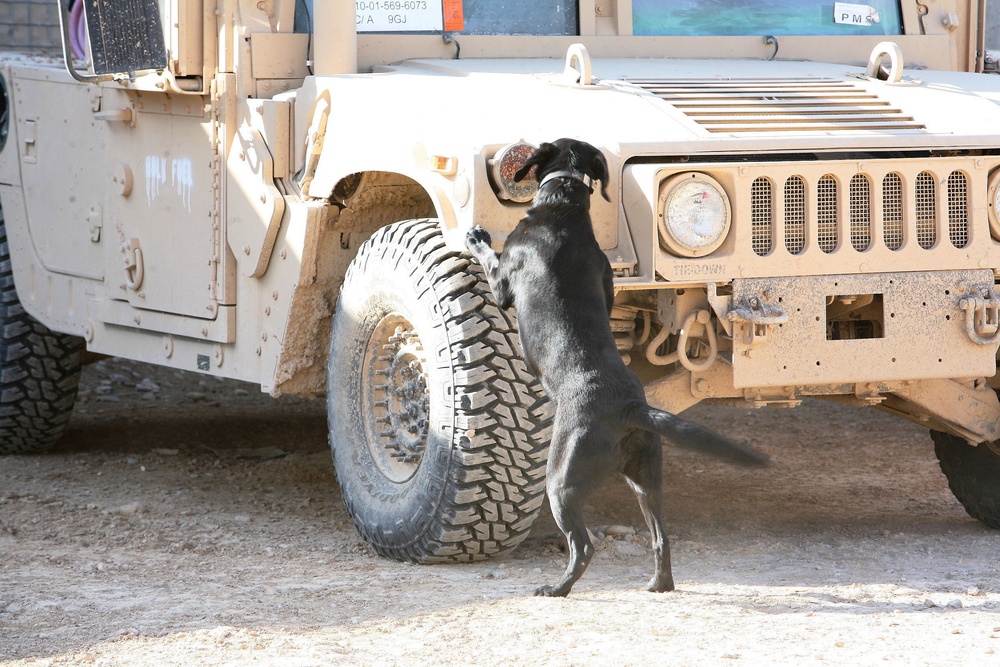 Improvised Explosive Device Detection Program for the Dogs