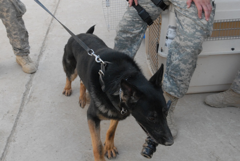 Working together through working dogs