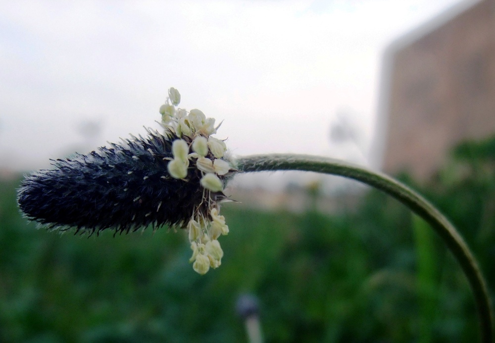 Q-West in bloom