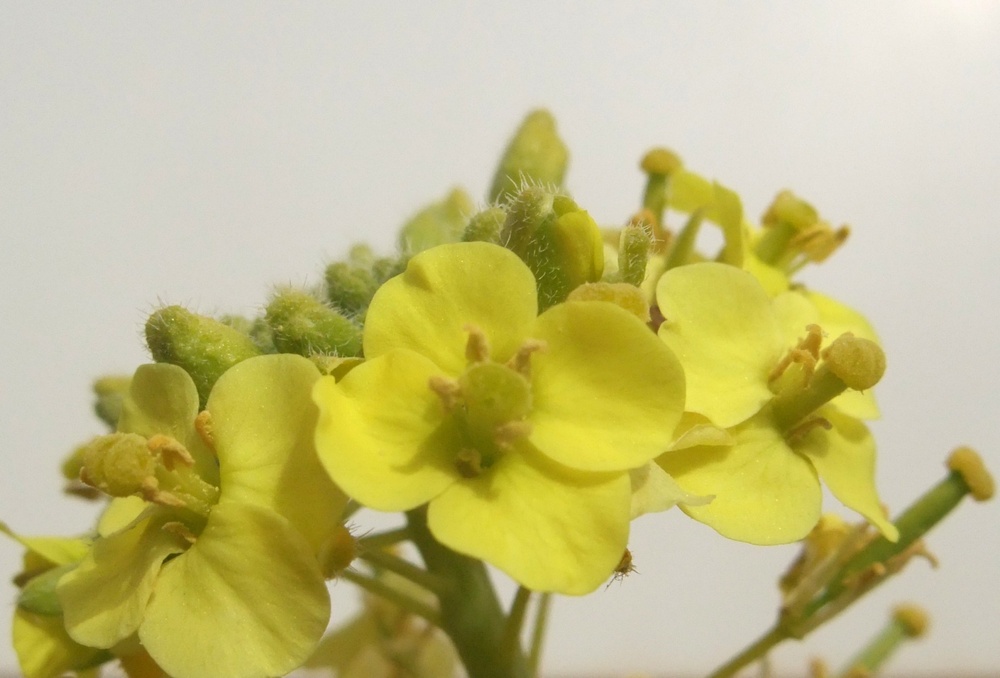 Q-West in bloom