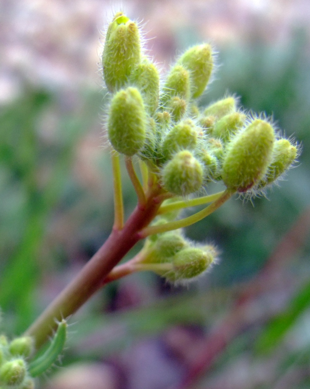 Q-West in bloom