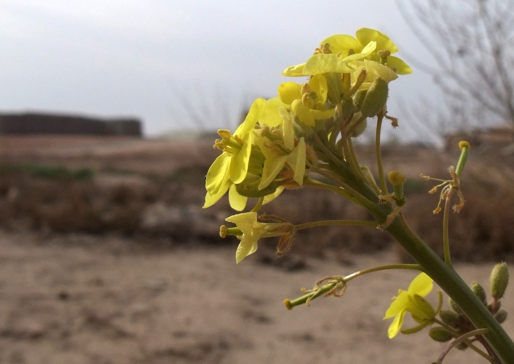 Q-West in bloom