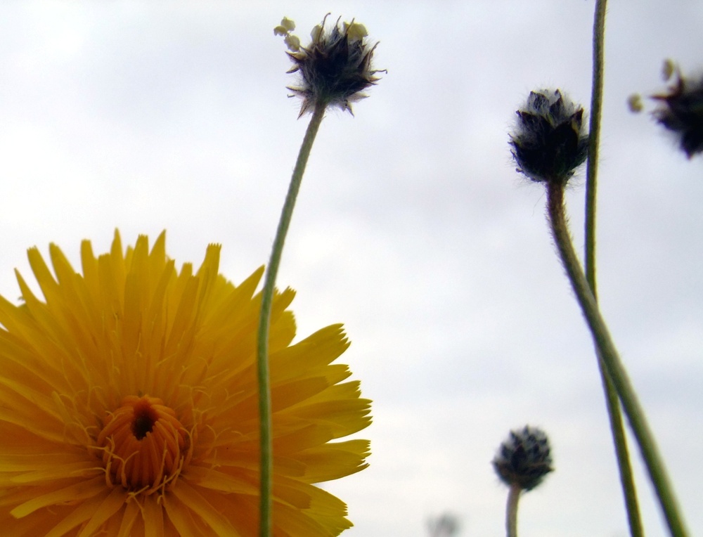 Q-West in bloom