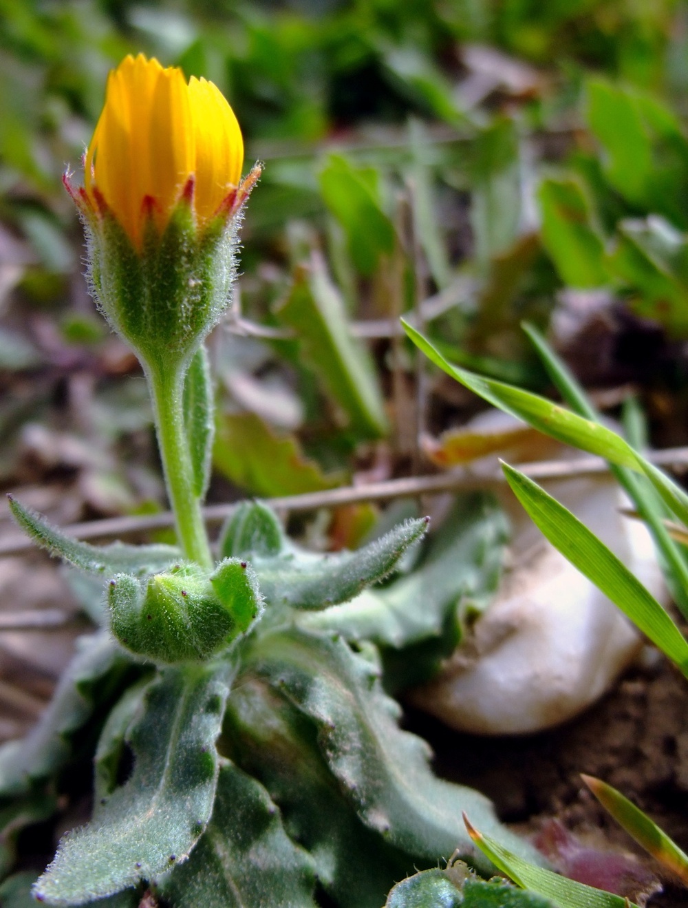 Q-West in bloom