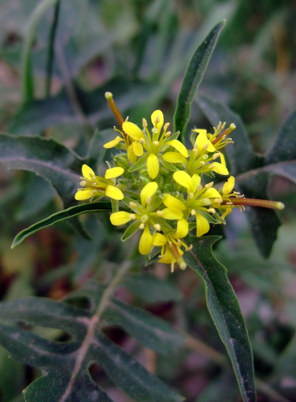 Q-West in bloom