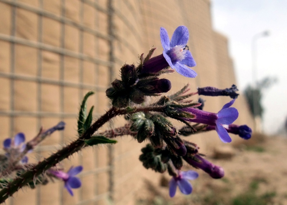Q-West in bloom