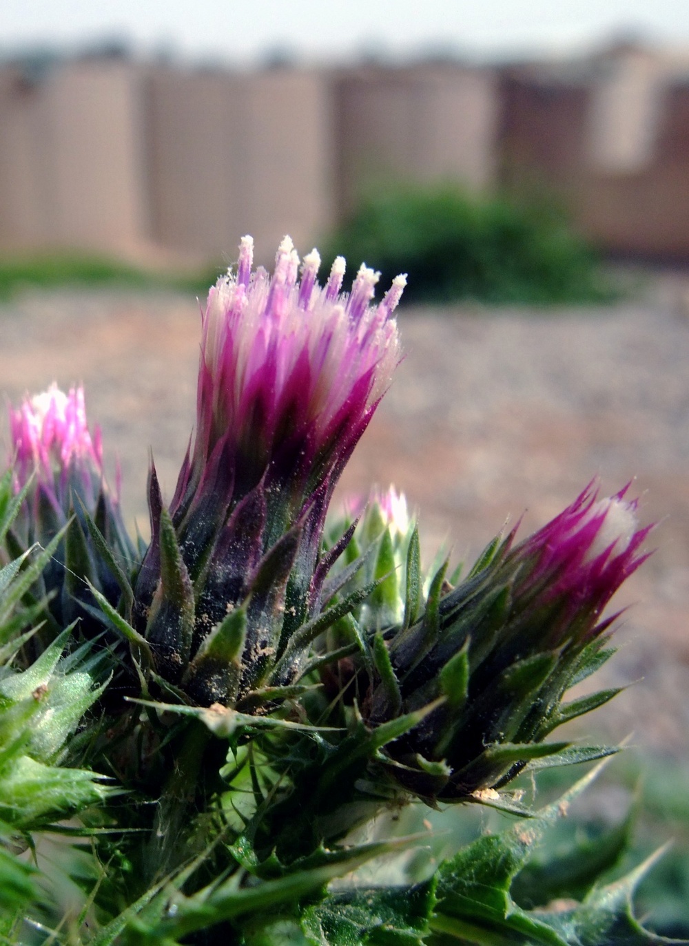 Q-West in bloom
