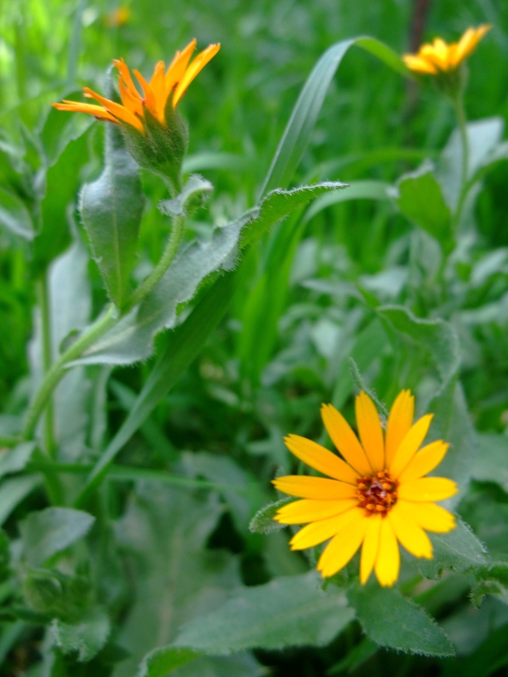 Q-West in bloom