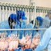 1st Brigade Combat Team-Augmented assists in opening poultry plant that adds jobs