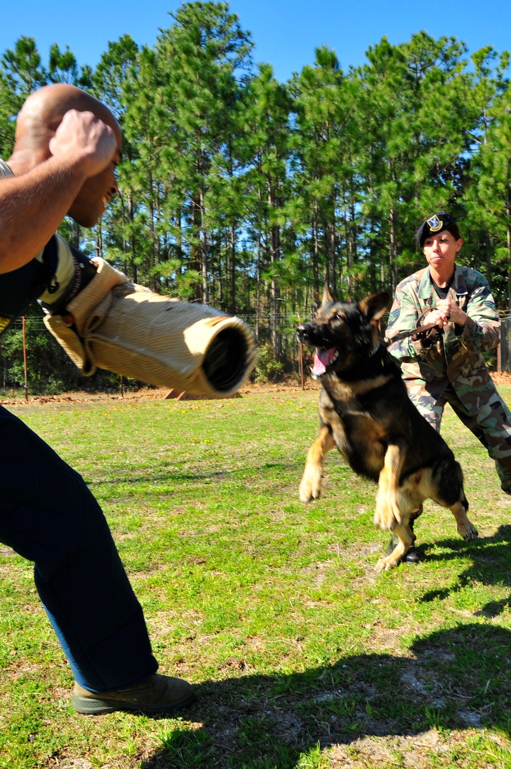 Military Working Dogs