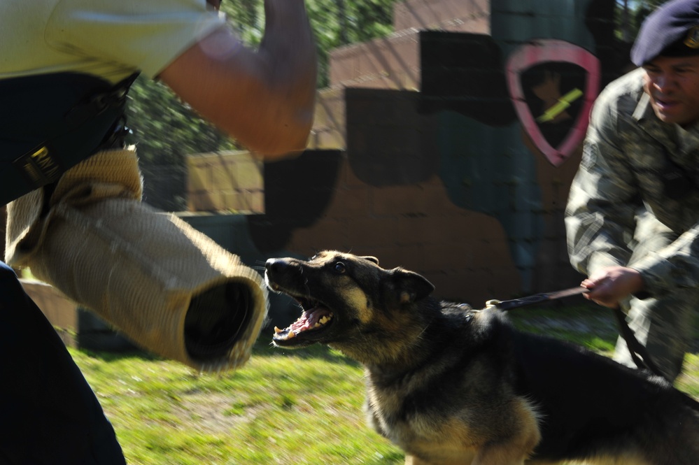 Military Working Dogs