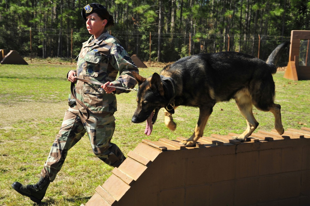 Military Working Dogs