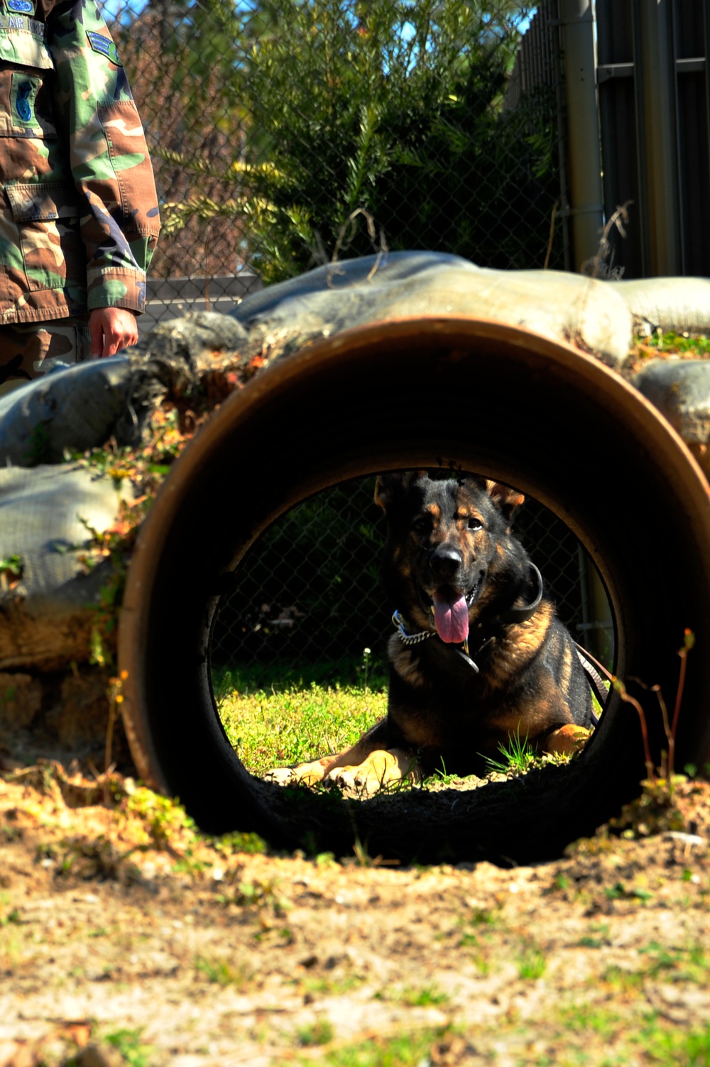 Military Working Dogs