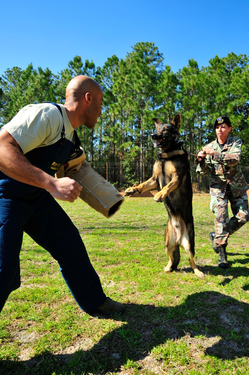 Military Working Dogs