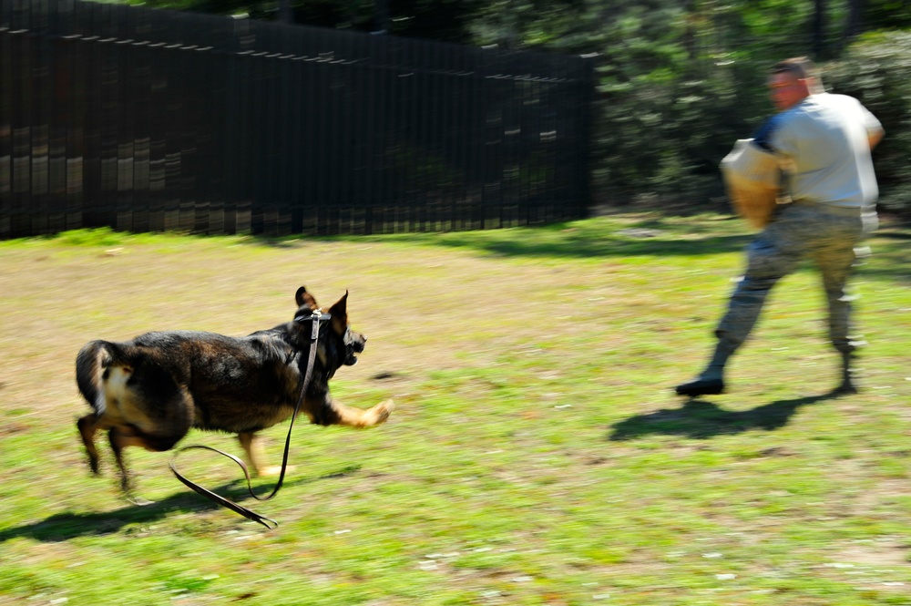 Military Working Dogs