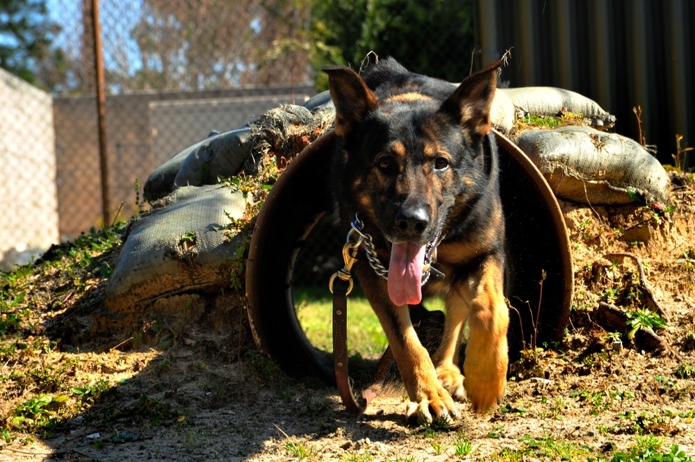 Military Working Dogs