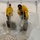 Skinner, Beard, Vaughan compete in five-block ice carving at Army Culinary Arts Competition