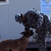 Iraqi canine unit helps secure national elections
