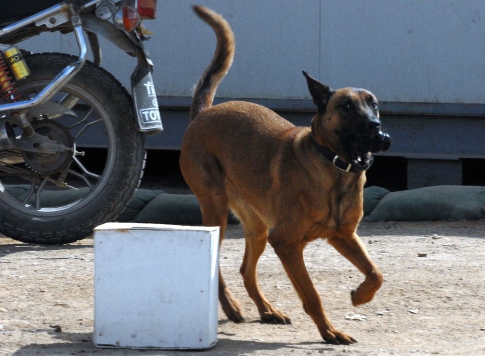Iraqi canine unit helps secure national elections