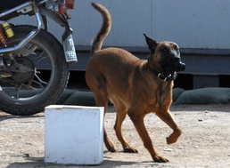 Iraqi canine unit helps secure national elections