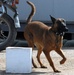 Iraqi canine unit helps secure national elections
