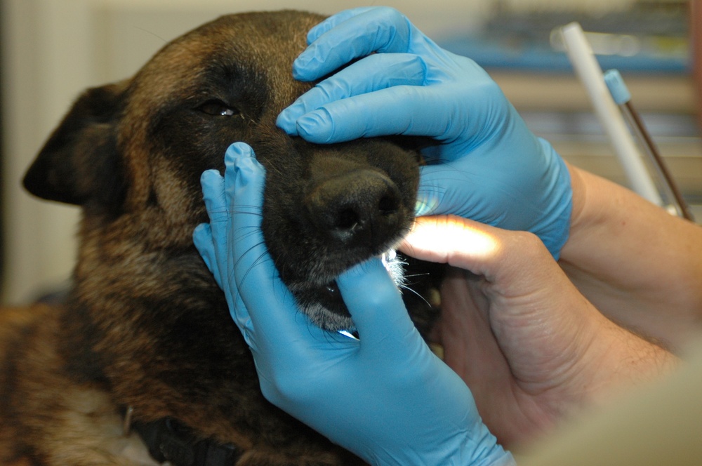 Combat Center canine visits 'doggie dentist' for root canal