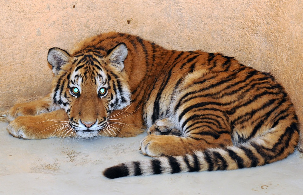 Iraqi, U.S. veterinarians partner to help Baghdad Zoo animals