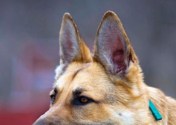 Training humans to master their rescue dogs