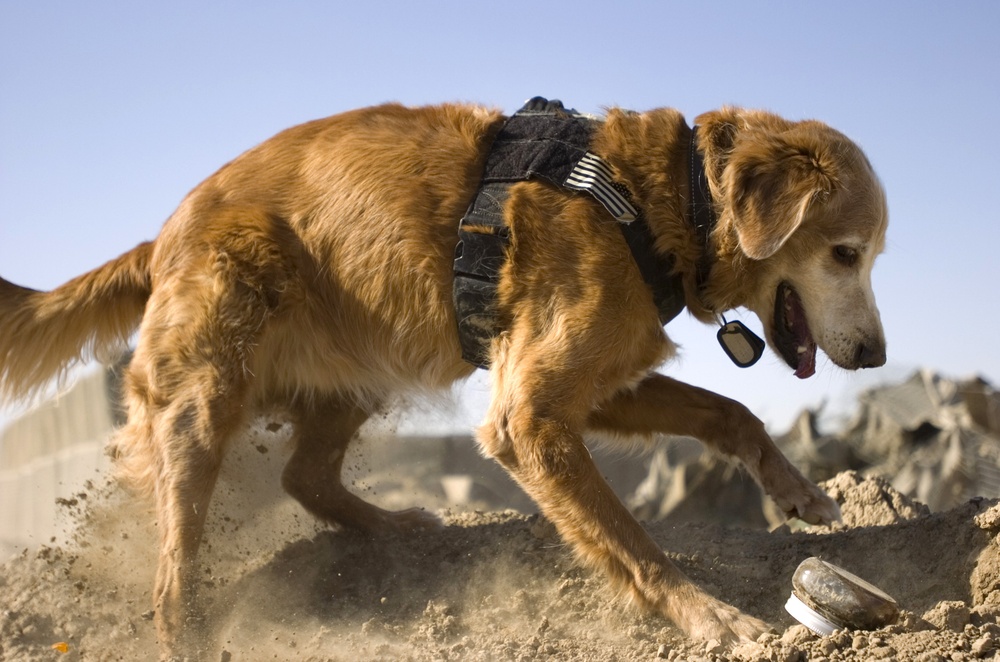 Cadaver dog training