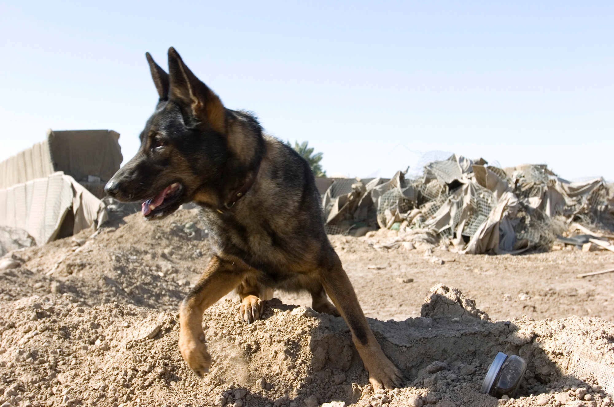 Cadaver store dog training